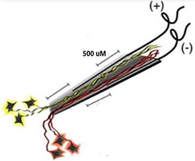 Slow Firing Single Units Are Essential for Optimal Decoding of Silent Speech